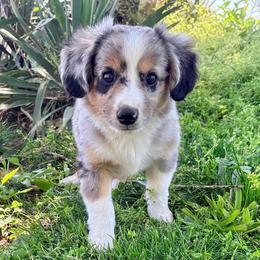 Goose (ASDR and AKC) - Blue merle male Miniature American Shepherd puppy in Stockton, Missouri from Kizmit Farmz