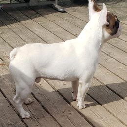 American Bulldog and French Bulldog All Grown Up from EliAna Kennels