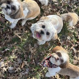 Poodle and Shih Tzu All Grown Up from PureBreedsKC