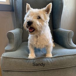 Sandy - West Highland White Terrier