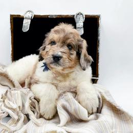 Gus - Merle male Bernedoodle puppy in North Carolina from NC Doodle Puppies