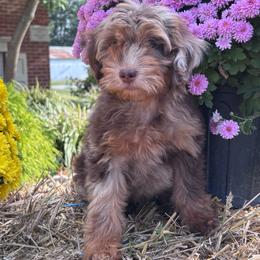 Mabel (red) - Chocolate merle female Bernedoodle puppy in Rising Sun, Indiana from Ruby Lane Doodles