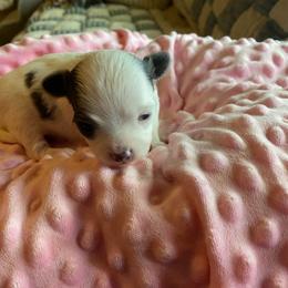 Vivie - Blue and white female Chihuahua puppy in Red Bluff, California from Aye Chihuahua