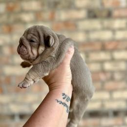 Violet - Lilac tri-color female Bulldog puppy in Hernando, Mississippi from Blues City Bulldogs