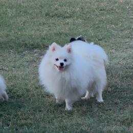 Pomeranian puppies from MAK Poms