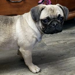 Companion Crosses and Pugs from Farmhouse Frenchies