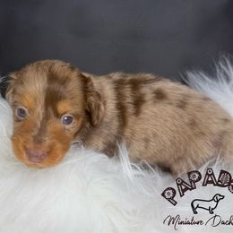 Stevie - Dapple female Dachshund puppy in Town Creek, Alabama from PapaDox Miniature Dachshunds