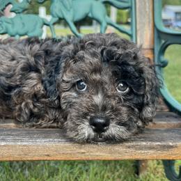 Goldendoodle Puppies from True Friend Doodles
