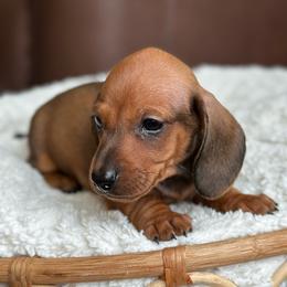 Athos - Red male Dachshund puppy in Crystal, Michigan from Mare-Bella Smoothcoat Edition