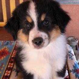 Boy 2 - Black tri male Miniature Australian Shepherd puppy in Pueblo West, Colorado from Kamar’s Mini American Shepherds