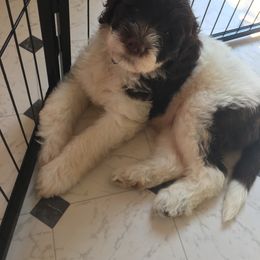 Portuguese Water Dog Puppies from Blue Run PWD