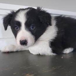 Biscuit - Black and white male Border Collie puppy in Caledonia, Michigan from Magnolia Acres