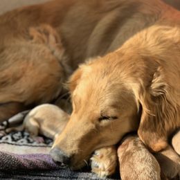 Goldendoodles and Golden Retrievers from Storybook Goldendoodles