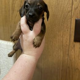 Paisley - Wild boar female Dachshund puppy in Athens, Texas from County Road Puppies