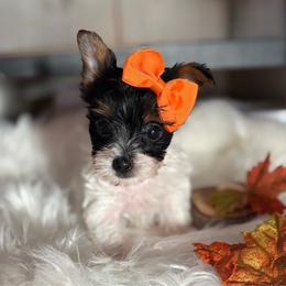 Maple (Mint Collar) - Parti female Yorkshire Terrier puppy in Riverbank, California from Yorkie_Wonderland and Stud Services