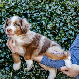 Flurry - Red merle male Aussiedoodle puppy in Kennesaw, Georgia from Distinctive Doodle