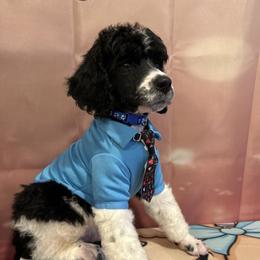 Toby - Parti male Poodle puppy in Mobile, Alabama from Semmy’s Standard Poodle LLC