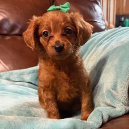 Sassy - Red  female Goldendoodle puppy in Centralia, Missouri from Oodles Of Doodles Mo.