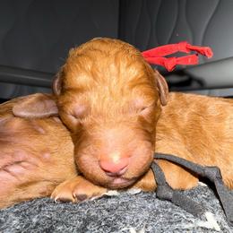 Red - Red  male Poodle puppy in Keedysville, Maryland from Sunshine Red Standard Poodles