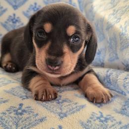 Major - Black and cream male Dachshund puppy in Lexington, Oklahoma from Long Doggy Acres Miniature Dachshunds