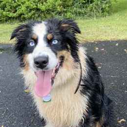 Australian Shepherds from KT’s Aussies