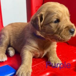 Sandy - Golden female Golden Retriever puppy in Wind Gap, Pennsylvania from Supreme Goldens