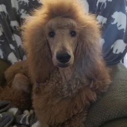Poodle All Grown Up from Lyricallanepoodles
