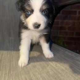 Lollipop - Black tri-color female Australian Shepherd puppy in Denton, North Carolina from Double R Farm Aussies