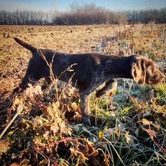 German Wirehaired Pointer Puppies from Ca’ Rigada Deutsch Drahthaar