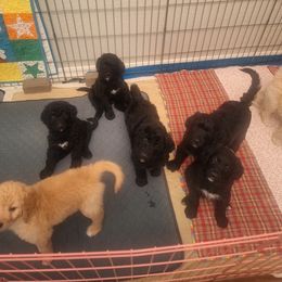 Bernedoodle Puppies from Jersey Girl's Doodles