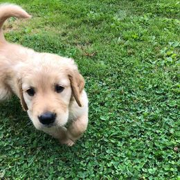 Golden Retriever Puppies from SwiftRiver Goldens