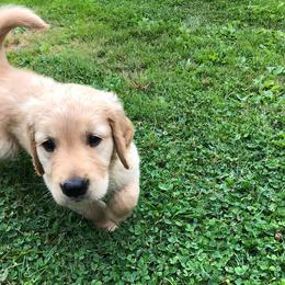 Golden Retriever Puppies from SwiftRiver Goldens