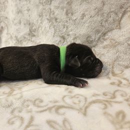 Green collar - Black brindle male Cane Corso puppy in Fritch, Texas from Carrie Brown's Cane Corsos