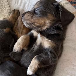 Red - Blue and tan female Dachshund puppy in Franklin, Georgia from Lakeside Kennels of Franklin