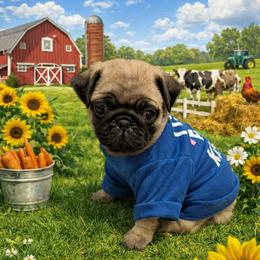 Oscar - Fawn male Pug puppy in Winter Haven, Florida from Lisa's Pugalicious Pugs