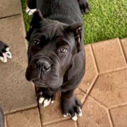 Blue - Black male Cane Corso puppy in Mc Ewen, Tennessee from Worldwide Kennels