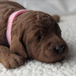 Light Pink - Red  female Goldendoodle puppy in Connecticut from Valley View Doodles