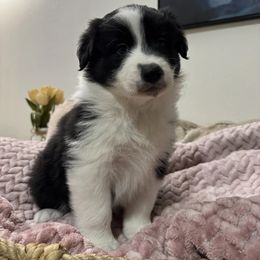 Australian Shepherd Puppies from Drummond Aussies