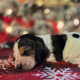 Selena 2700.00 - Black brown and white female Basset Hound puppy in Denison, Texas from Emma Lou's Baby Bassets