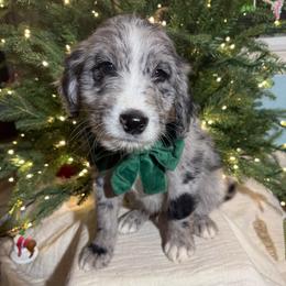 Slate - Blue merle male Aussiedoodle puppy in Buffalo, Illinois from Pear Tree Pups
