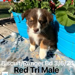 Australian Shepherd Puppies from Worsham’s Toys and Minis Australian Shepherds