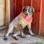Brindle Female - Tri-color Karakachan puppy in Pikeville, Tennessee from Rock Solid Ranch