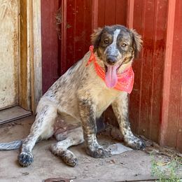 Brindle Female - Tri-color Karakachan puppy in Pikeville, Tennessee from Rock Solid Ranch
