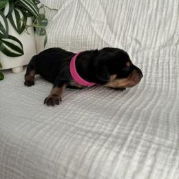 Snickers - Black and tan female Dachshund puppy in Eastland, Texas from Mavericks Mini Dachshunds