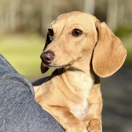 Daisy - Dachshund