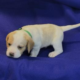Green Collar-Zero - Red and white male Beagle puppy in Las Vegas, Nevada from Hound Kings