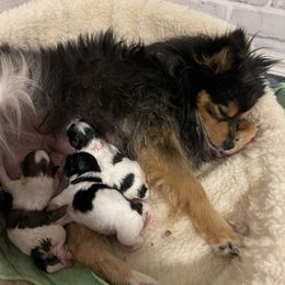 Pomeranian Puppies from Annie’s Animated AKC Pomeranians