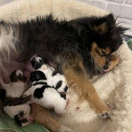 Pomeranian Puppies from Annie’s Animated AKC Pomeranians