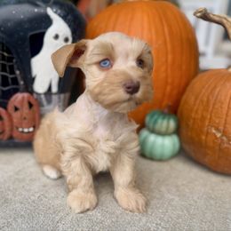 Sienna - Wheaten female Miniature Schnauzer puppy in Independence, Missouri from Crown Schnauzers KC
