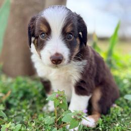 Otter (AKC and ASDR) - Red tri-color male Miniature American Shepherd puppy in Stockton, Missouri from Kizmit Farmz
